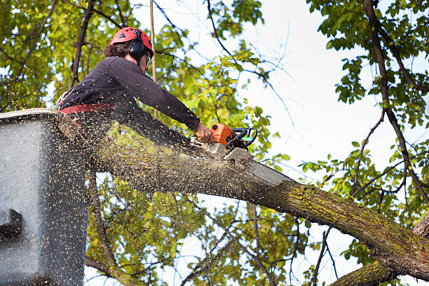 Emergency Storm Tree Removal